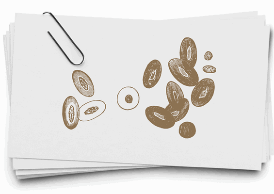 Миелоидный лейкоз