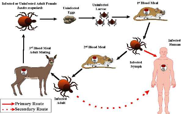 3453094-039045930000