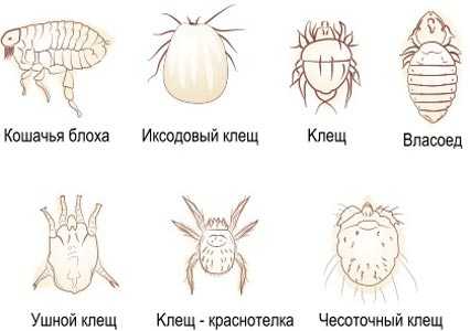 Насекомые - переносчики риккетсиозов.