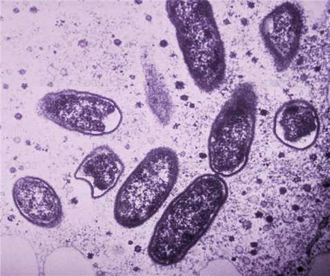 бактерии под микроскопом