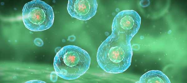 деление клеток