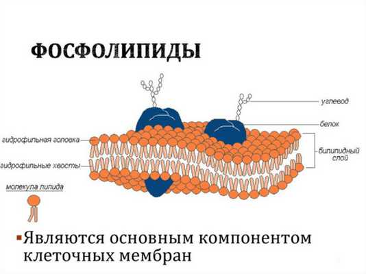 Фосфолипиды