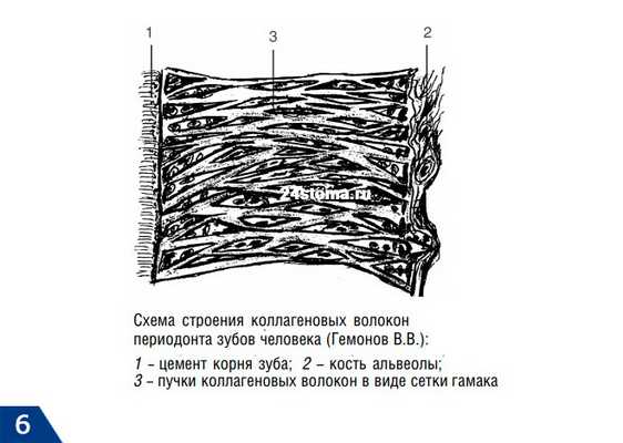Схема строения коллагеновых волокон периодонта зубов человека