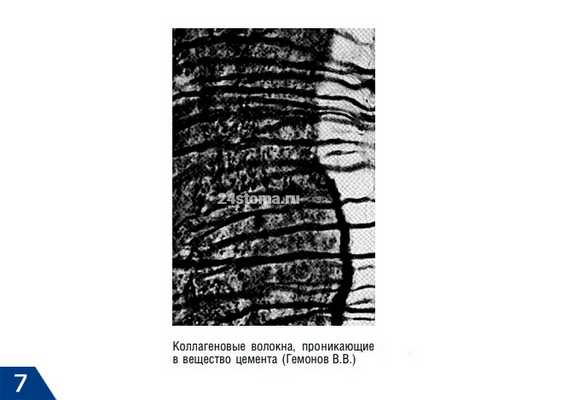 Коллагеновые волокна, проникающие в цемент корня