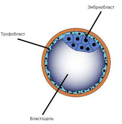 Бластоциста