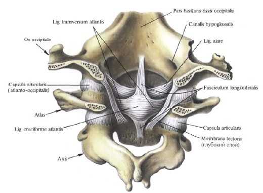 Атлантозатылочный сустав