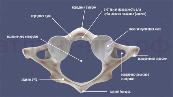 Атлант - вид снизу