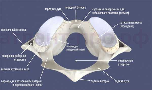 Атлант - вид сверху