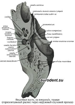 Височная кость анатомия