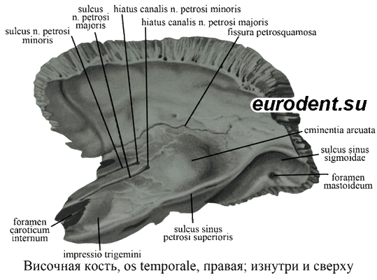 Анатомия височной кости, Os temporale