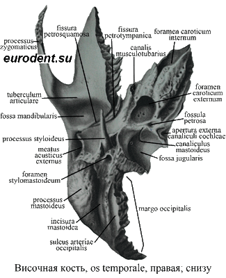 Височная кость, правая, Os temporale