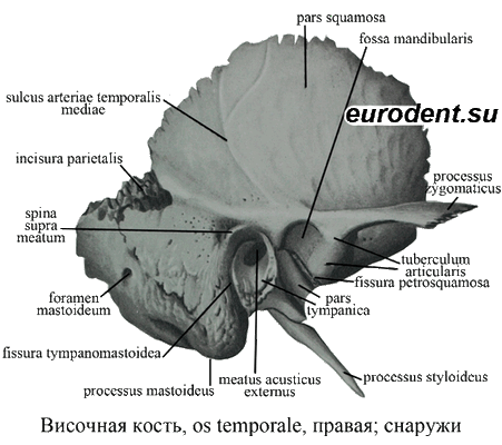 Височная кость, Os temporale