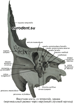 Анатомия височной кости