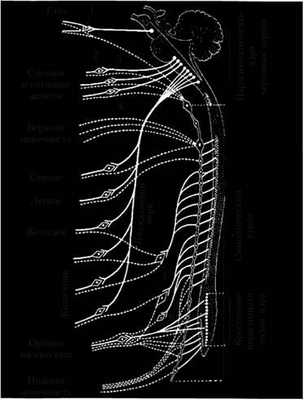 Схема организации вегетативной нервной системы