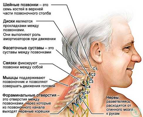 Анатомия шейного отдела позвоночника