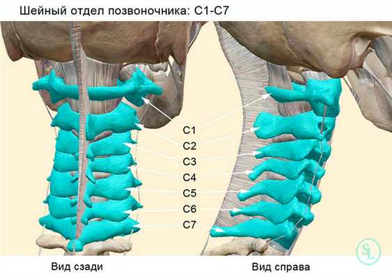 Позвонки шейного отедла - c1, c2, c3, c4, c5, c6 и c7