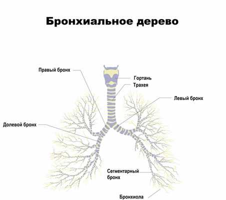 Дыхательные пути.jpg