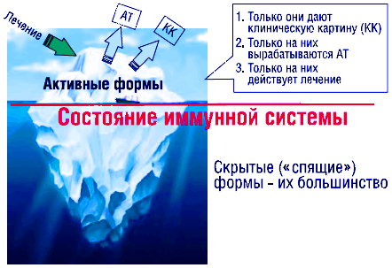 «Айсберговый» тип существования хронических инфекций