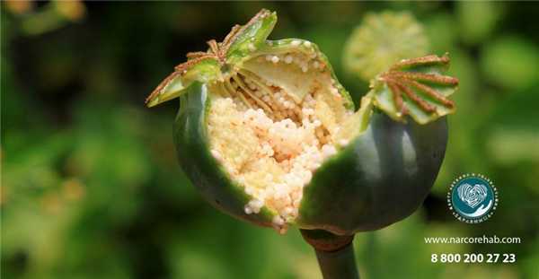 фото опиума