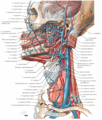 Вены поднижнечелюстного треугольника