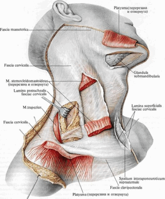 Фасции и мышцы