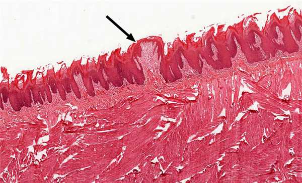 строение языка гистология