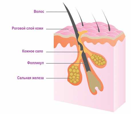 Сальная железа.jpg