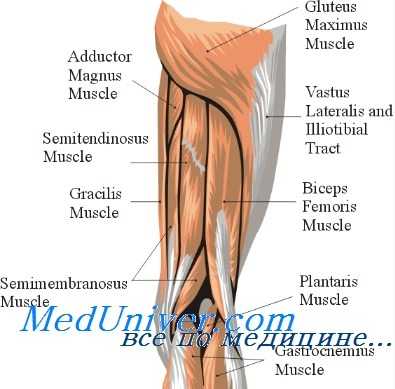 анатомия бедра