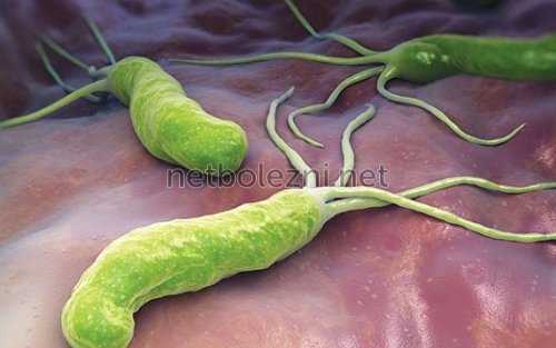 Бактерия Хеликобактер Пилори