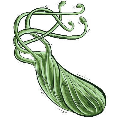 Helicobacter pylori