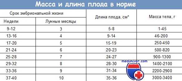 внутриутробное развитие плода