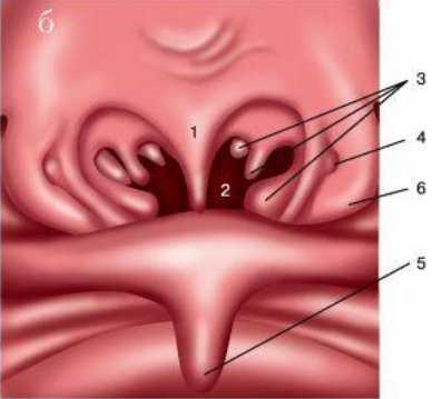 риноскопия