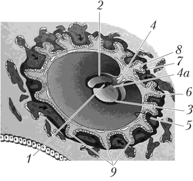 Формирование хориона [ 651 (14-е сутки эмбриогенеза), формирование вторичных ворсинок хориона, амниотической ножки