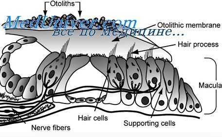 вестибулярный аппарат