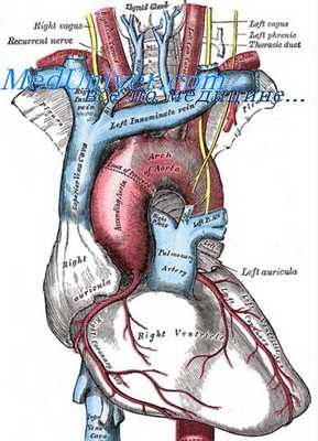 межпредсердная перегородка плода