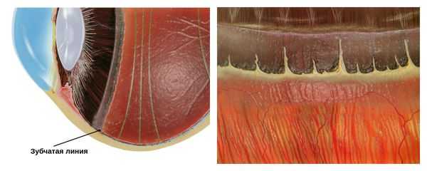 Зубчатая линия глаза