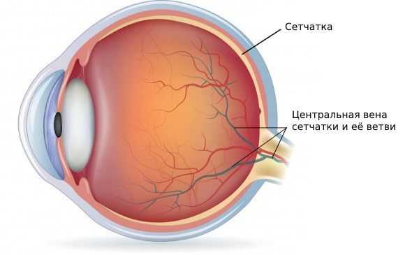 Вены сетчатки
