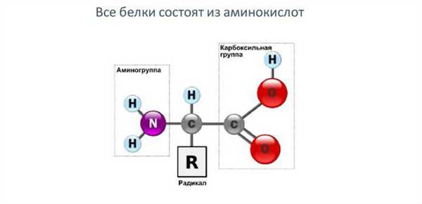 Состав белков