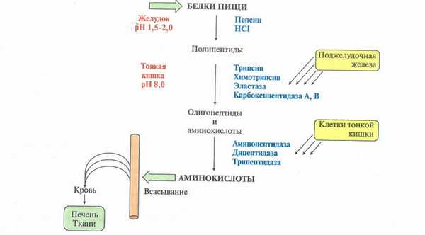 Переваривание белков в организме человека