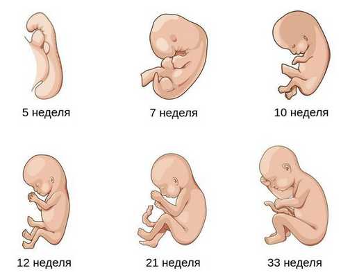 Сроки развития плода