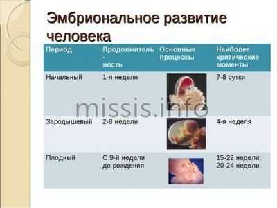 Эмбриональное развитие плода