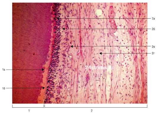 Гистологический препарат (пульпа зуба и околопульпарный дентин)