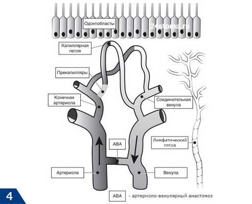 Схема кровообращения пульпы