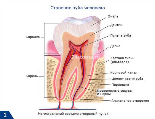 Строение зуба человека