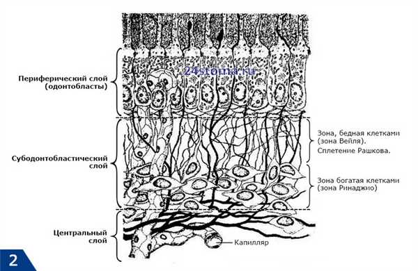 Архитектоника пульпы зуба (слои)
