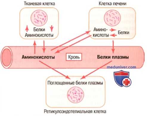 Запасание аминокислот. Физиология белков плазмы крови