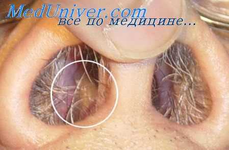 теории обоняния