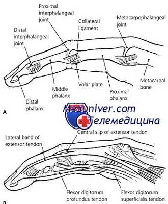 защелкивающийся палец