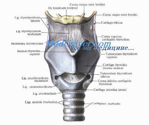 Анатомия гортани