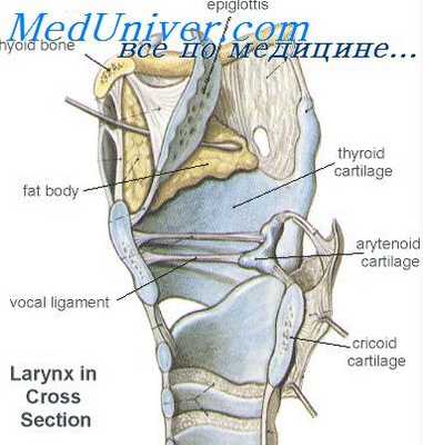 защитная функция гортани
